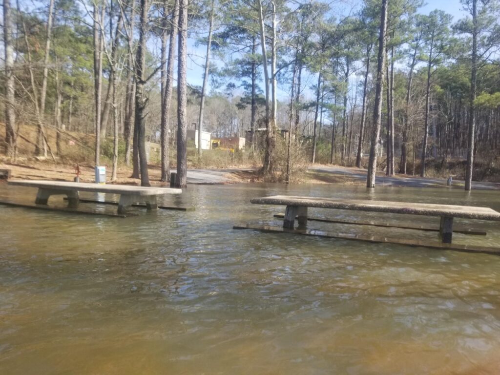 flood trees care arborist