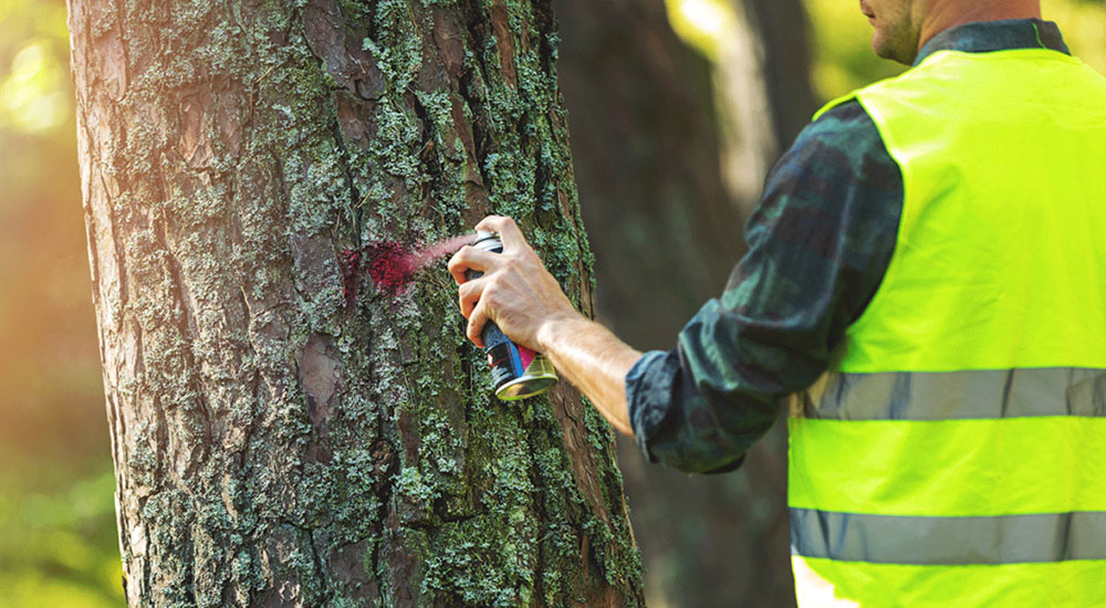 Tree-Treatment