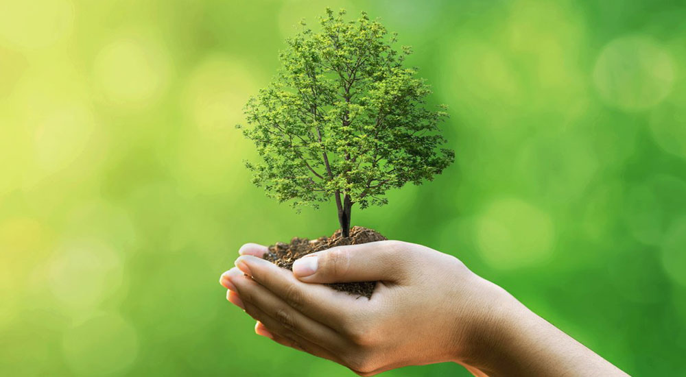 teaching-about-tree